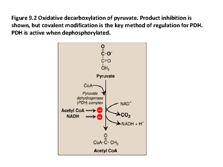 Figure 9. 2 Oxidative decarboxylation of pyruvate. Product inhibition is shown, but covalent modification