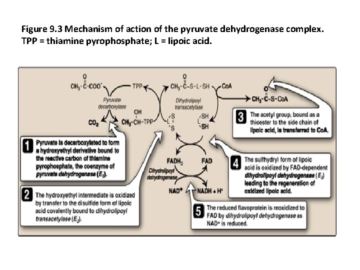 Figure 9. 3 Mechanism of action of the pyruvate dehydrogenase complex. TPP = thiamine