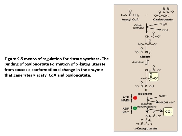 Figure 9. 5 means of regulation for citrate synthase. The binding of oxaloacetate Formation