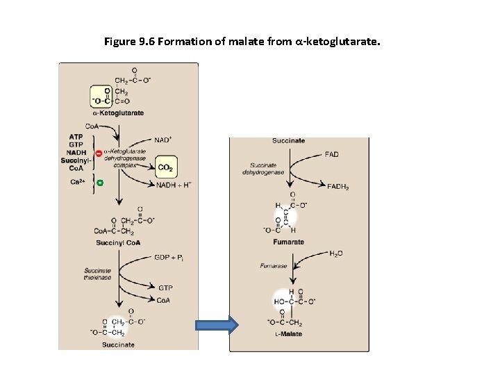 Figure 9. 6 Formation of malate from α-ketoglutarate. 