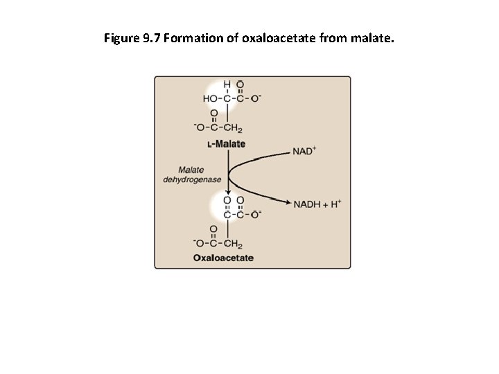 Figure 9. 7 Formation of oxaloacetate from malate. 
