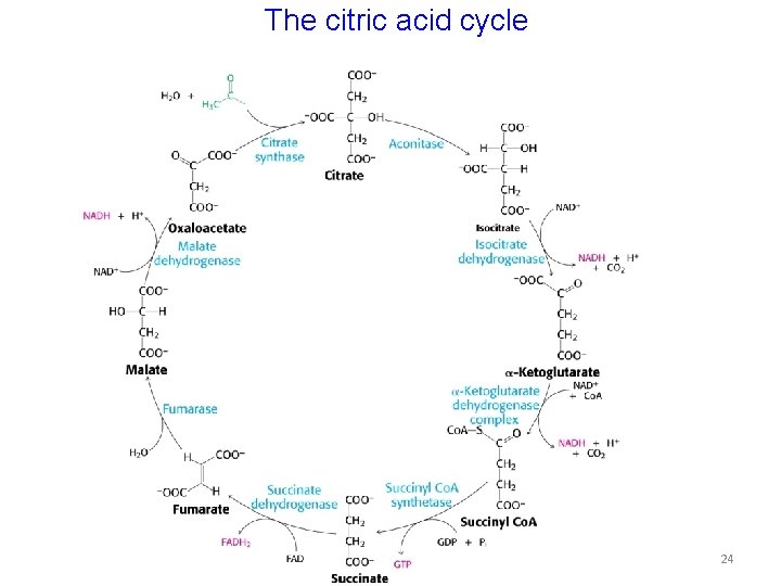 The citric acid cycle 24 