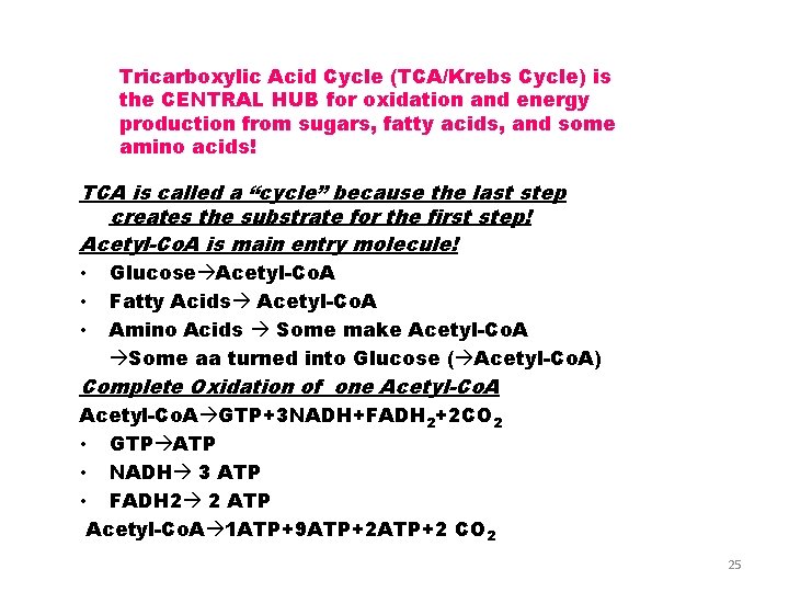 Tricarboxylic Acid Cycle (TCA/Krebs Cycle) is the CENTRAL HUB for oxidation and energy production