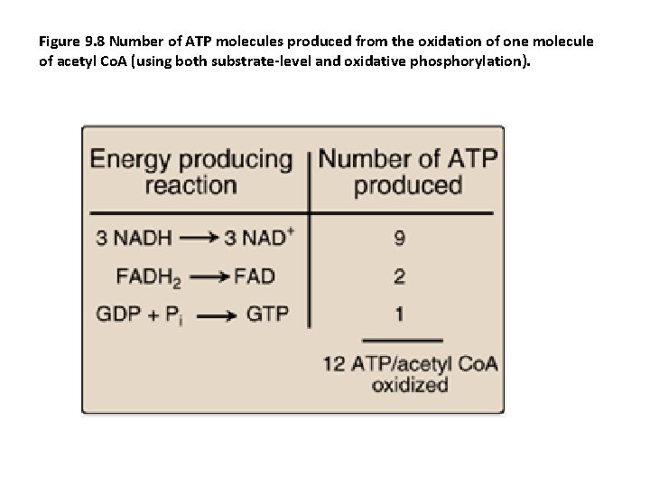 Figure 9. 8 Number of ATP molecules produced from the oxidation of one molecule