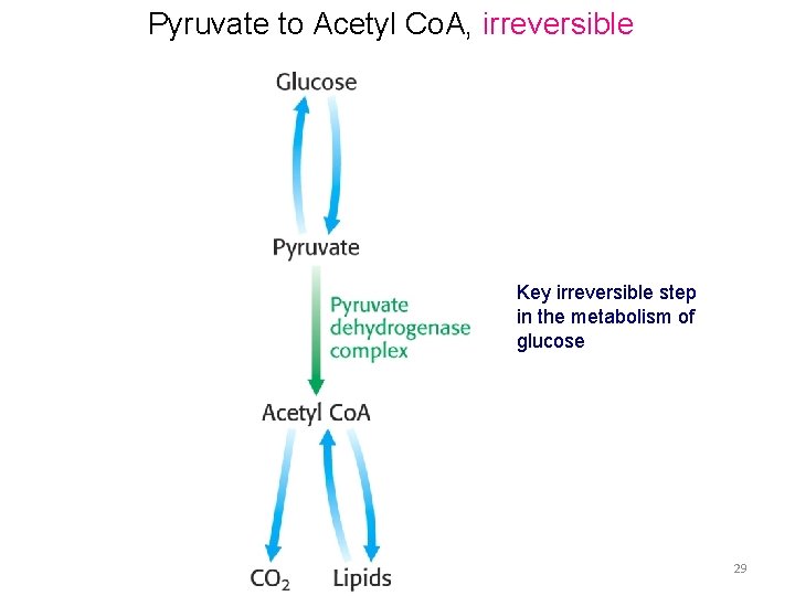 Pyruvate to Acetyl Co. A, irreversible Key irreversible step in the metabolism of glucose