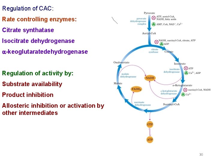 Regulation of CAC: Rate controlling enzymes: Citrate synthatase Isocitrate dehydrogenase a-keoglutaratedehydrogenase Regulation of activity