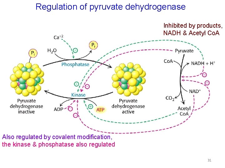 Regulation of pyruvate dehydrogenase Inhibited by products, NADH & Acetyl Co. A Also regulated