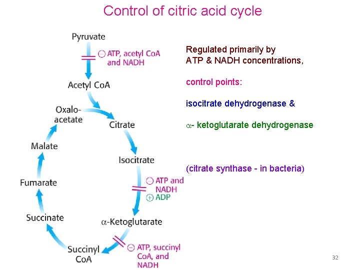 Control of citric acid cycle Regulated primarily by ATP & NADH concentrations, control points: