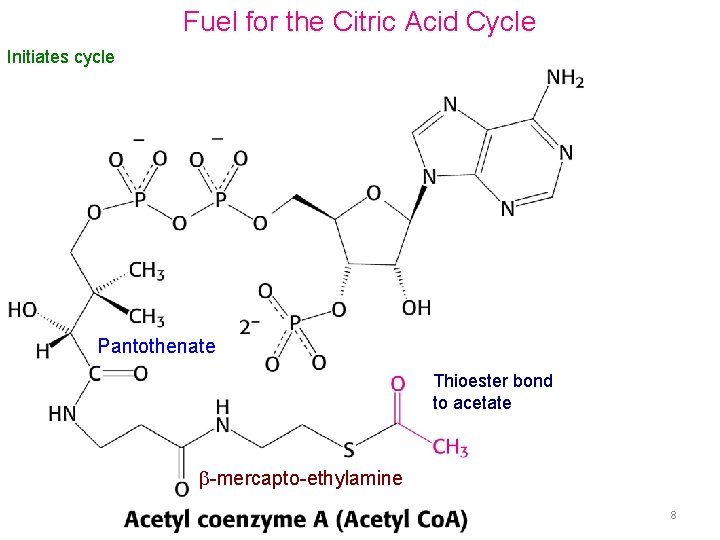 Fuel for the Citric Acid Cycle Initiates cycle Pantothenate Thioester bond to acetate -mercapto-ethylamine