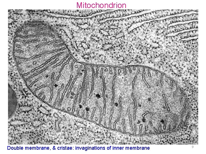 Mitochondrion Double membrane, & cristae: invaginations of inner membrane 9 