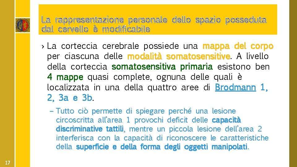 La rappresentazione personale dello spazio posseduta dal cervello è modificabile › La corteccia cerebrale