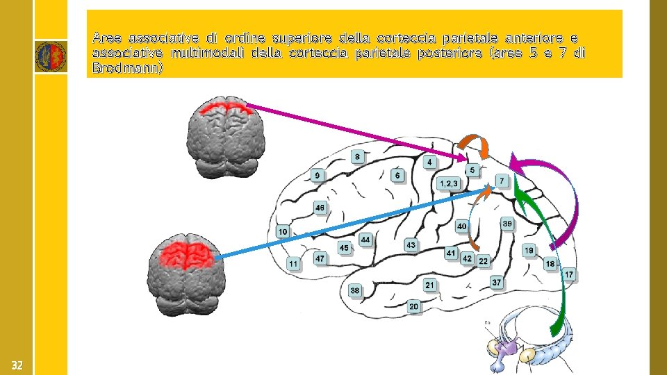 Aree associative di ordine superiore della corteccia parietale anteriore e associative multimodali della corteccia