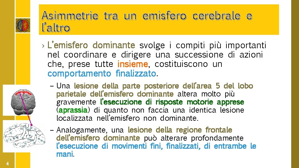 Asimmetrie tra un emisfero cerebrale e l’altro › L’emisfero dominante svolge i compiti più