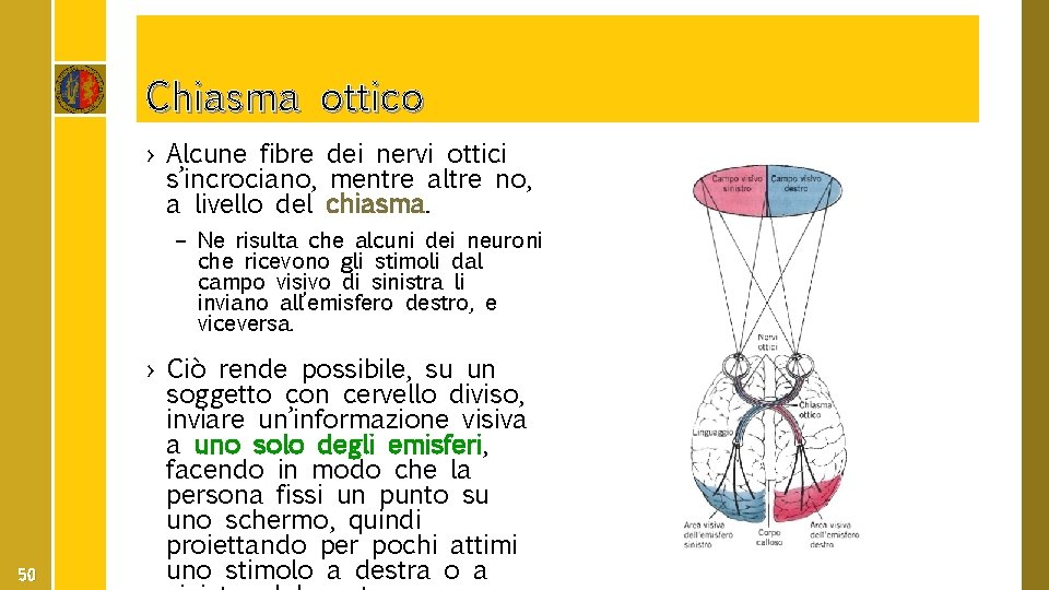 Chiasma ottico › Alcune fibre dei nervi ottici s’incrociano, mentre altre no, a livello