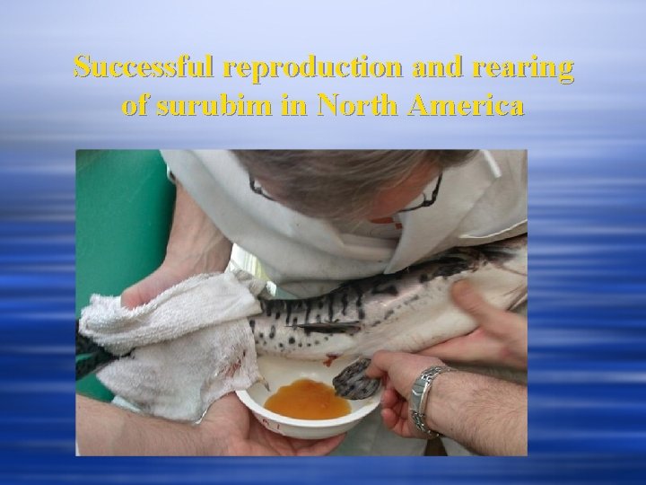 Successful reproduction and rearing of surubim in North America 