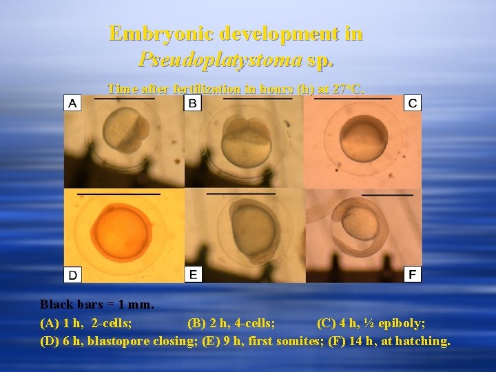 Embryonic development in Pseudoplatystoma sp. Time after fertilization in hours (h) at 27 o.