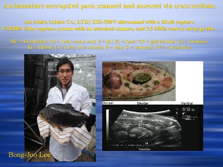 An immature necropsied pacu scanned and assessed via cross sections. An Aloka (Aloka Co.