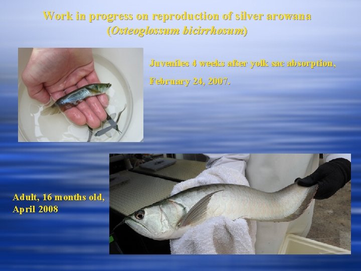 Work in progress on reproduction of silver arowana (Osteoglossum bicirrhosum) Juveniles 4 weeks after