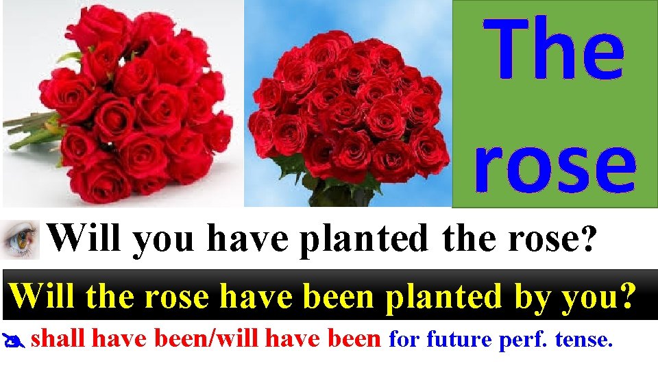 The rose Will you have planted the rose? Will the rose have been planted