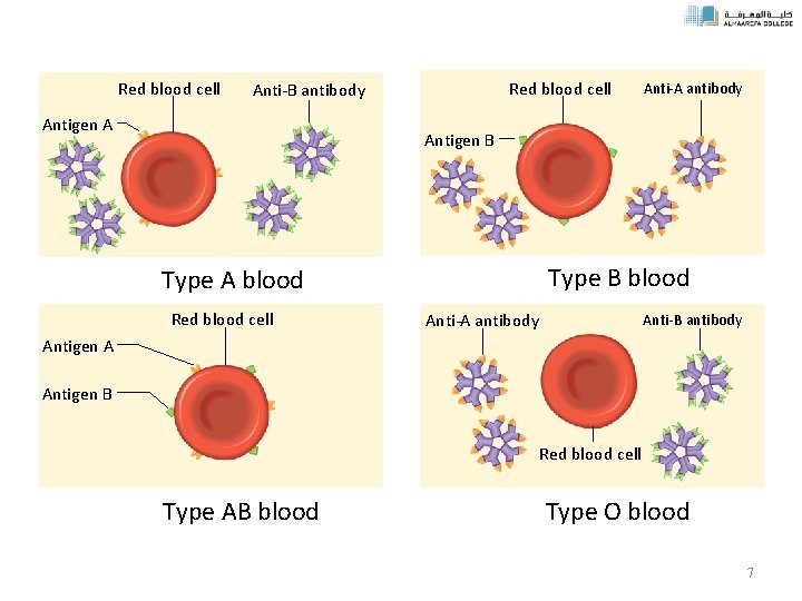 Red blood cell Anti-B antibody Antigen A Anti-A antibody Antigen B Type B blood