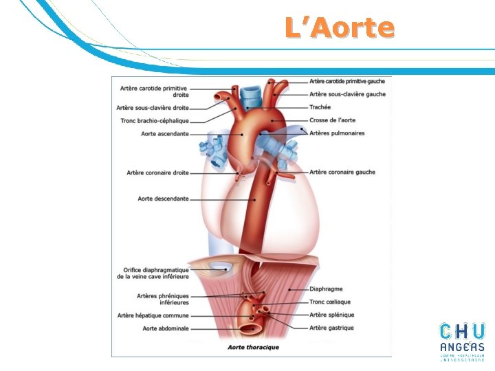 L’Aorte 5 