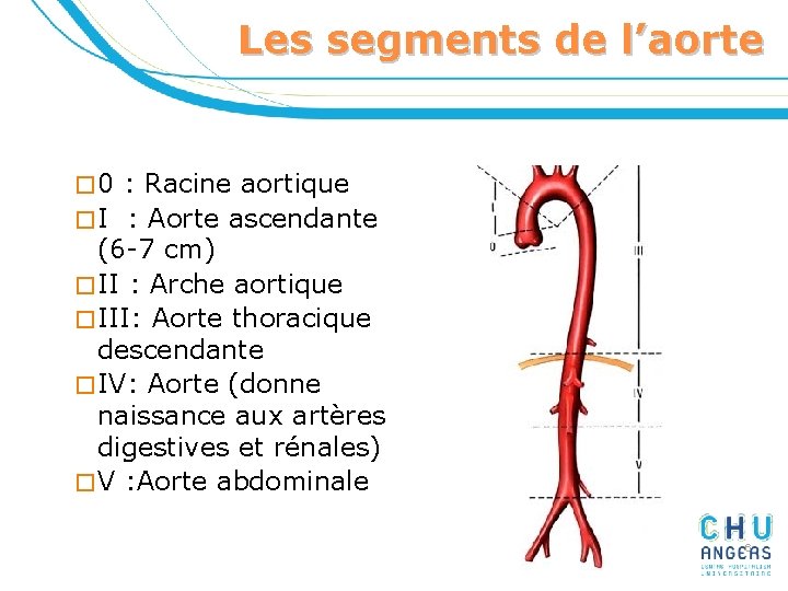 Les segments de l’aorte � 0 : Racine aortique � I : Aorte ascendante