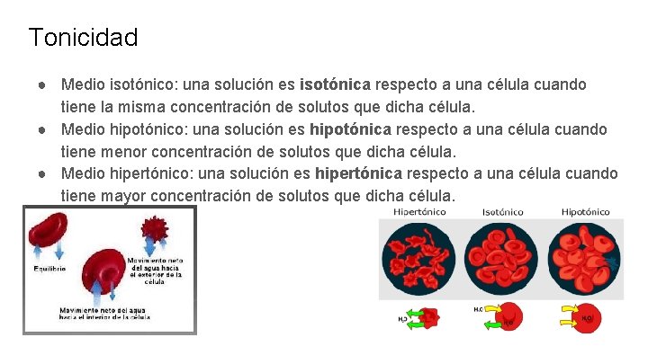 Tonicidad ● Medio isotónico: una solución es isotónica respecto a una célula cuando tiene