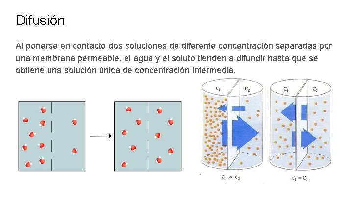 Difusión Al ponerse en contacto dos soluciones de diferente concentración separadas por una membrana