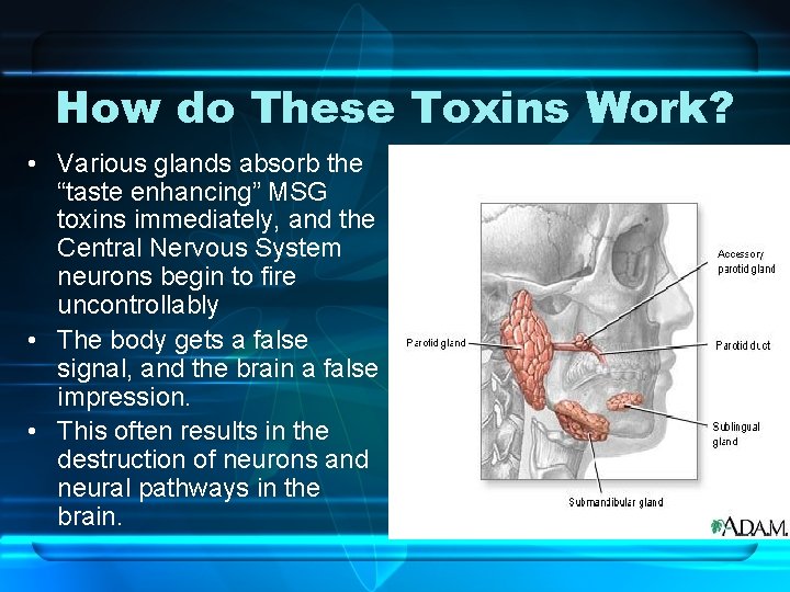 How do These Toxins Work? • Various glands absorb the “taste enhancing” MSG toxins