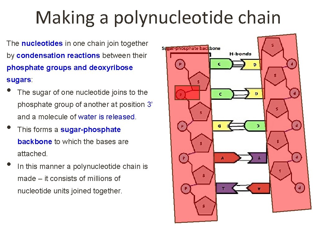 Making a polynucleotide chain The nucleotides in one chain join together by condensation reactions Making a polynucleotide chain The nucleotides in one chain join together by condensation reactions