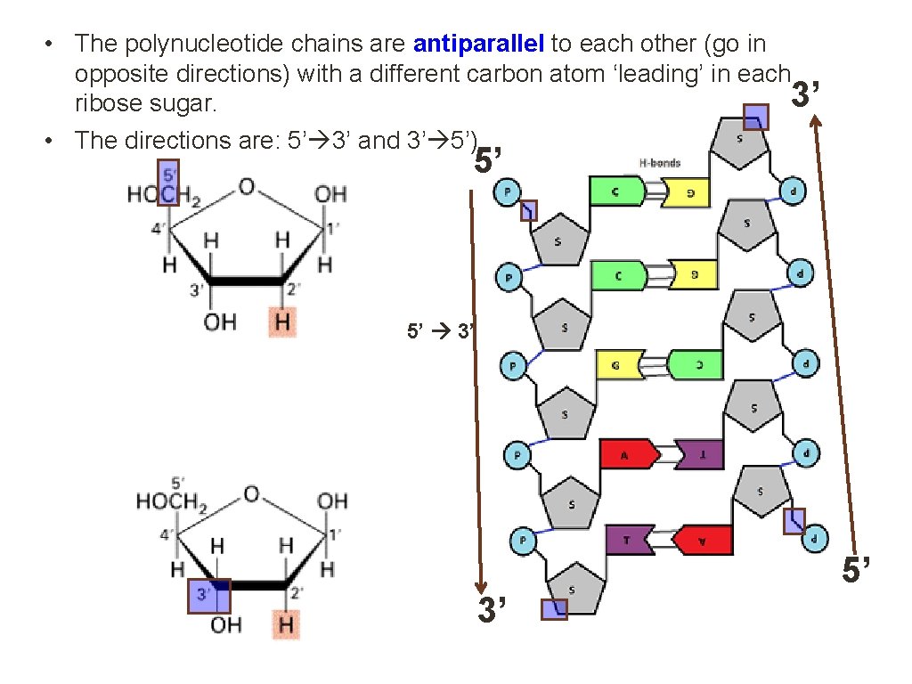 • The polynucleotide chains are antiparallel to each other (go in opposite directions)  • The polynucleotide chains are antiparallel to each other (go in opposite directions)