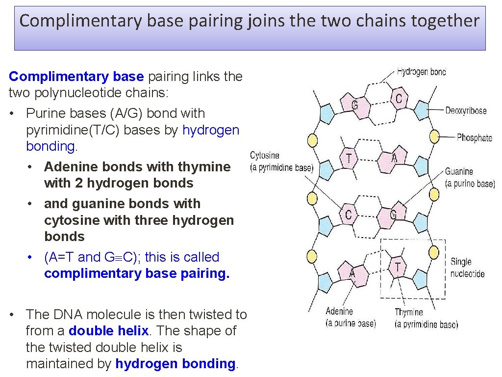 Complimentary base pairing joins the two chains together Complimentary base pairing links the two Complimentary base pairing joins the two chains together Complimentary base pairing links the two