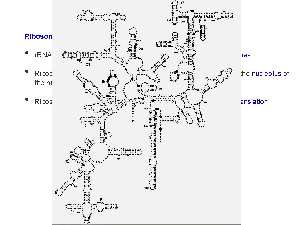 3 types of RNA Ribosomal RNA (r. RNA) • • • r. RNA is 3 types of RNA Ribosomal RNA (r. RNA) • • • r. RNA is
