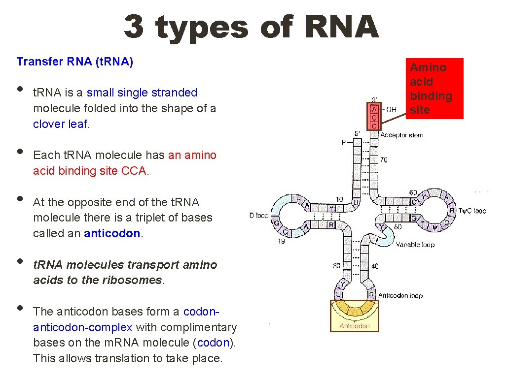 3 types of RNA Transfer RNA (t. RNA) • • • t. RNA is 3 types of RNA Transfer RNA (t. RNA) • • • t. RNA is