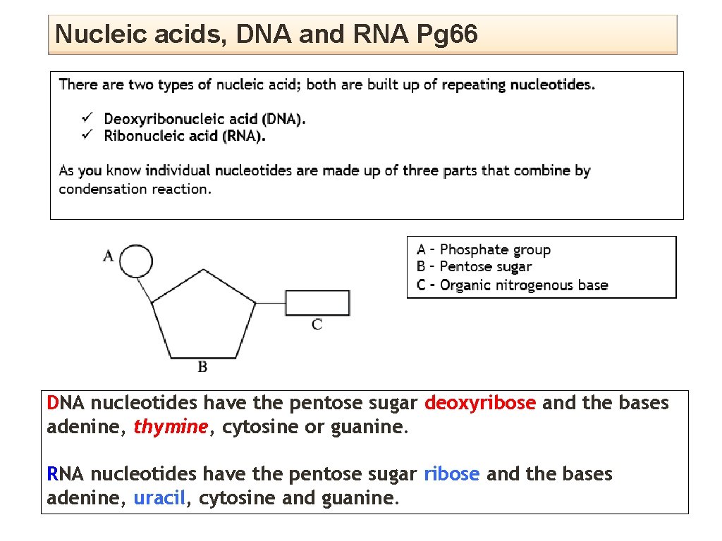 Nucleic acids, DNA and RNA Pg 66 DNA nucleotides have the pentose sugar deoxyribose Nucleic acids, DNA and RNA Pg 66 DNA nucleotides have the pentose sugar deoxyribose