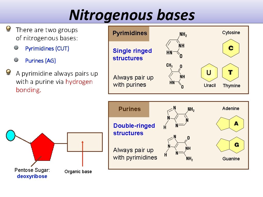 Nitrogenous bases There are two groups of nitrogenous bases: Pyrimidines (CUT) Purines (AG) A Nitrogenous bases There are two groups of nitrogenous bases: Pyrimidines (CUT) Purines (AG) A