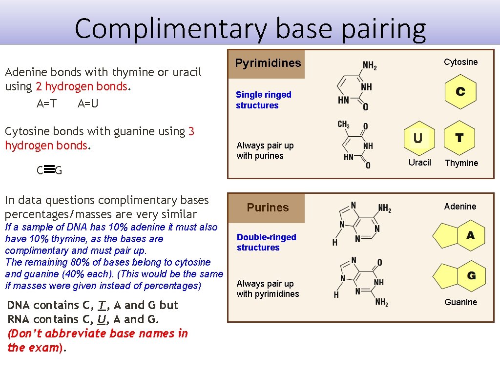 Complimentary base pairing Adenine bonds with thymine or uracil using 2 hydrogen bonds. A=T Complimentary base pairing Adenine bonds with thymine or uracil using 2 hydrogen bonds. A=T