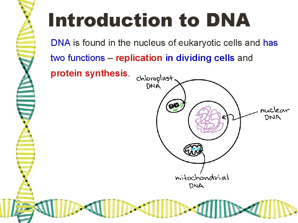 Introduction to DNA is found in the nucleus of eukaryotic cells and has two Introduction to DNA is found in the nucleus of eukaryotic cells and has two