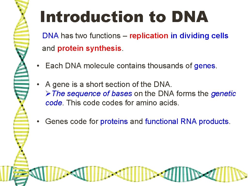 Introduction to DNA has two functions – replication in dividing cells and protein synthesis. Introduction to DNA has two functions – replication in dividing cells and protein synthesis.
