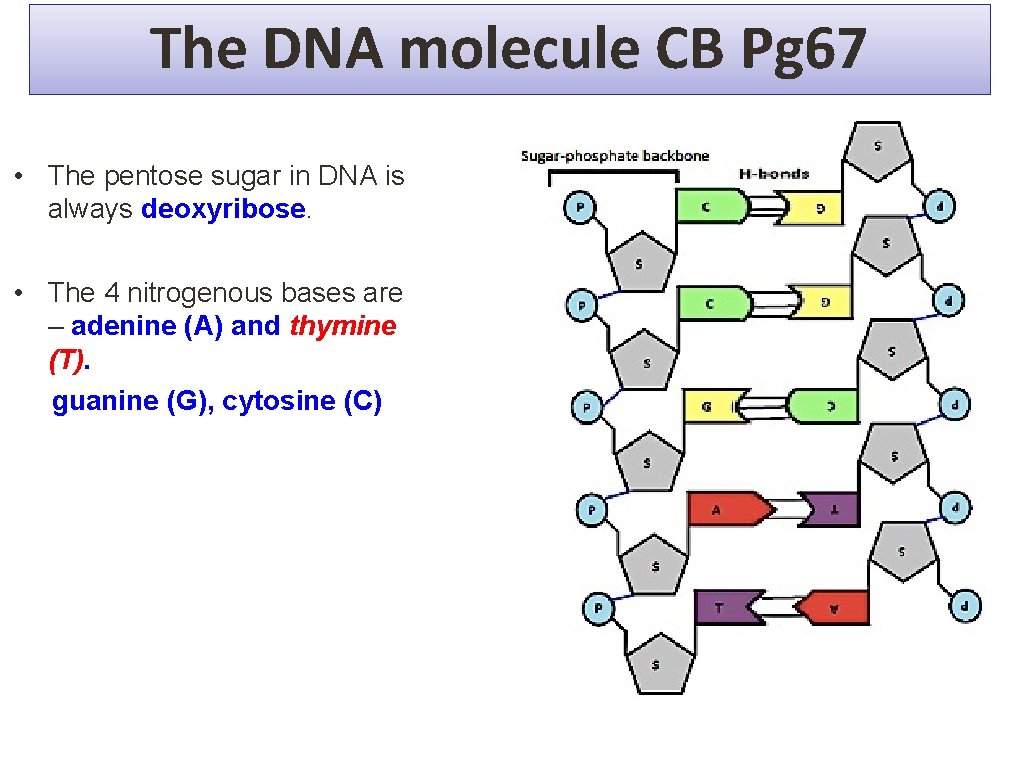 The DNA molecule CB Pg 67 The DNA molecule • The pentose sugar in The DNA molecule CB Pg 67 The DNA molecule • The pentose sugar in