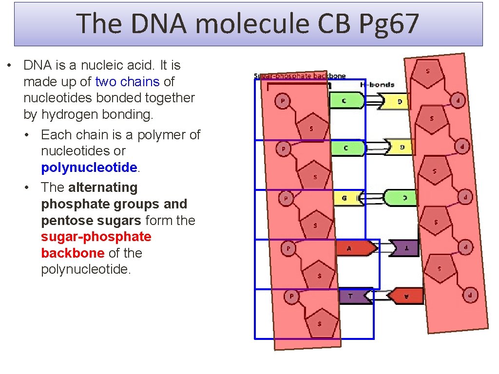 The DNA molecule CB Pg 67 • DNA is a nucleic acid. It is The DNA molecule CB Pg 67 • DNA is a nucleic acid. It is