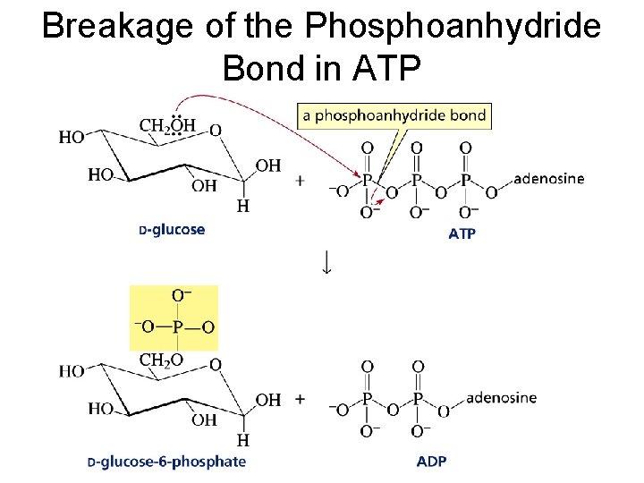 Breakage of the Phosphoanhydride Bond in ATP 