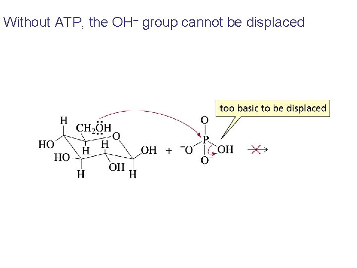 Without ATP, the OH– group cannot be displaced 