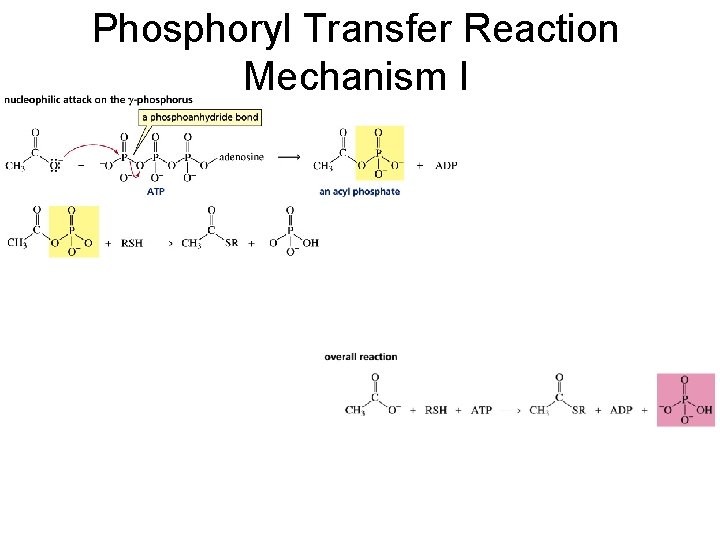 Phosphoryl Transfer Reaction Mechanism I 