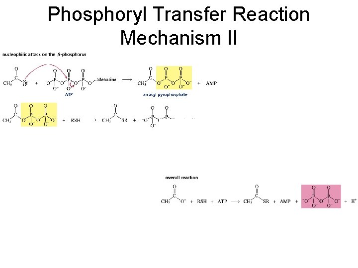 Phosphoryl Transfer Reaction Mechanism II 