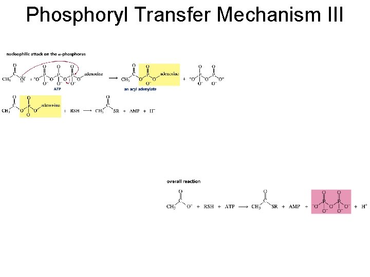 Phosphoryl Transfer Mechanism III 