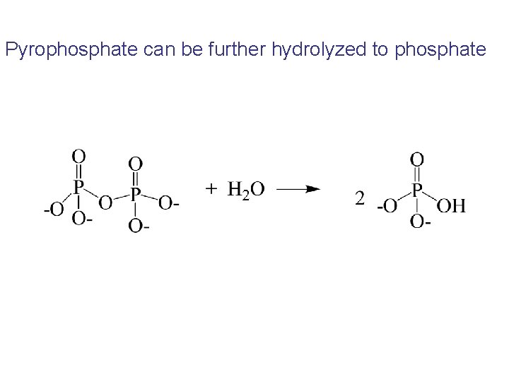 Pyrophosphate can be further hydrolyzed to phosphate 