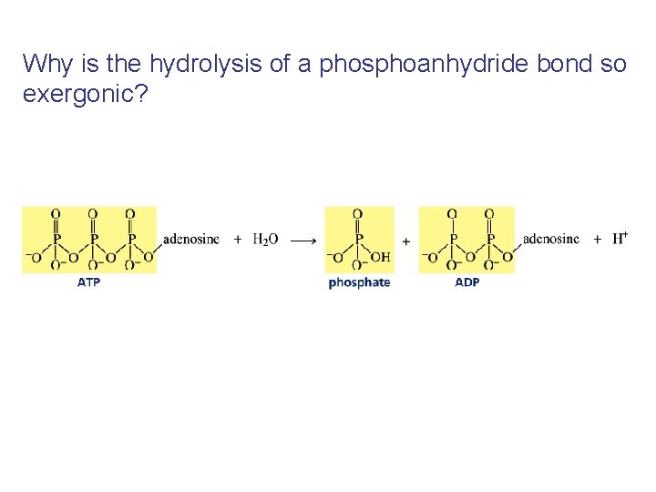 Why is the hydrolysis of a phosphoanhydride bond so exergonic? 