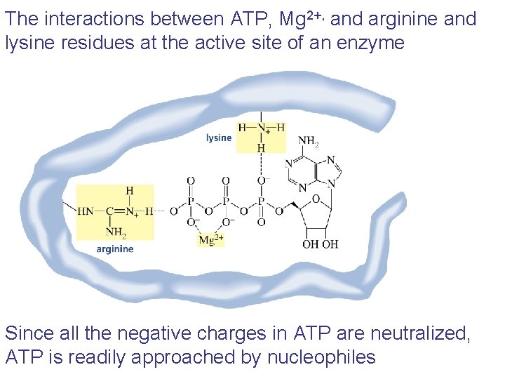 The interactions between ATP, Mg 2+, and arginine and lysine residues at the active