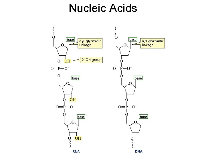 Nucleic Acids 